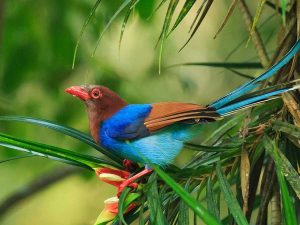 Bird Watching