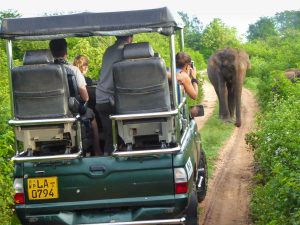 Safari