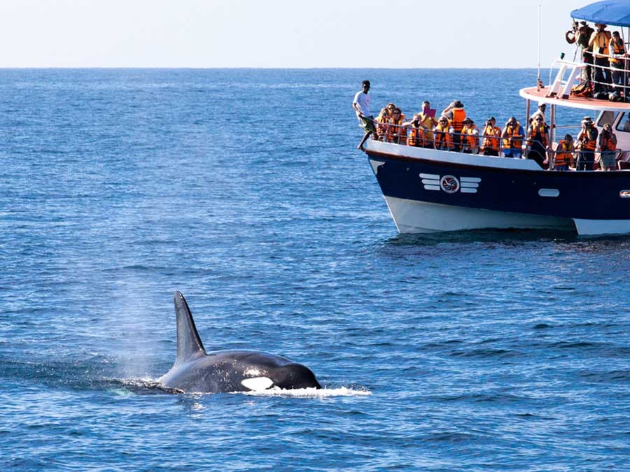 Whale Watching and Dolphin Watching